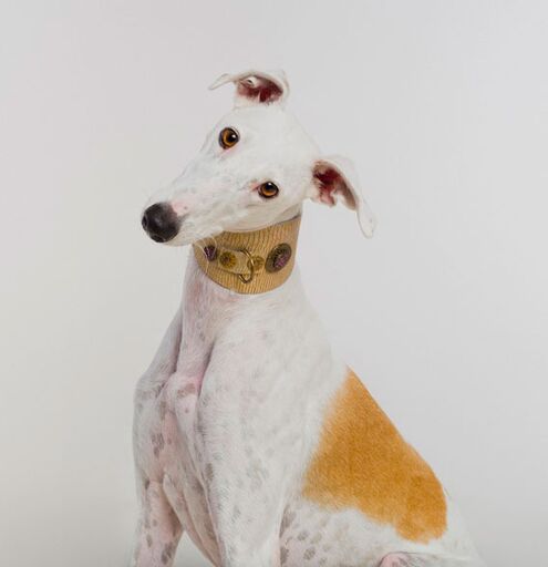 Legend Italian Greyhound Collar - BARCELONADOGS