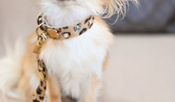 Sparkling Dog Collar