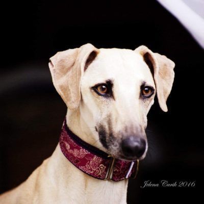 Normal Width Size M Martingale 28-50cm - BARCELONADOGS