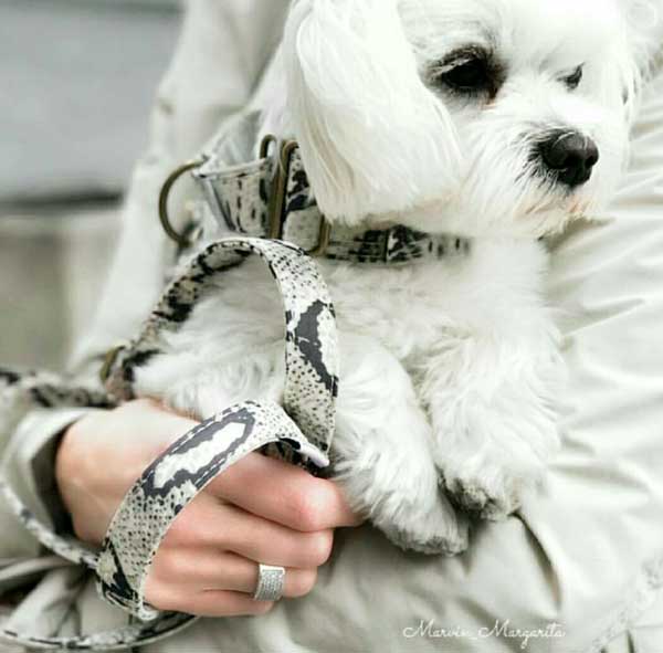 Italian Greyhound Martingale - BARCELONADOGS