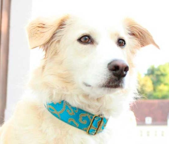Normal Width Size M Martingale 28-50cm - BARCELONADOGS