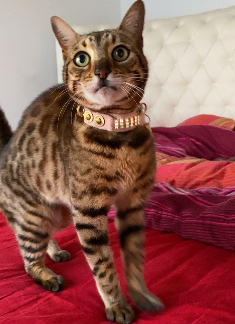 Masculine Zanzibar Cat Collar