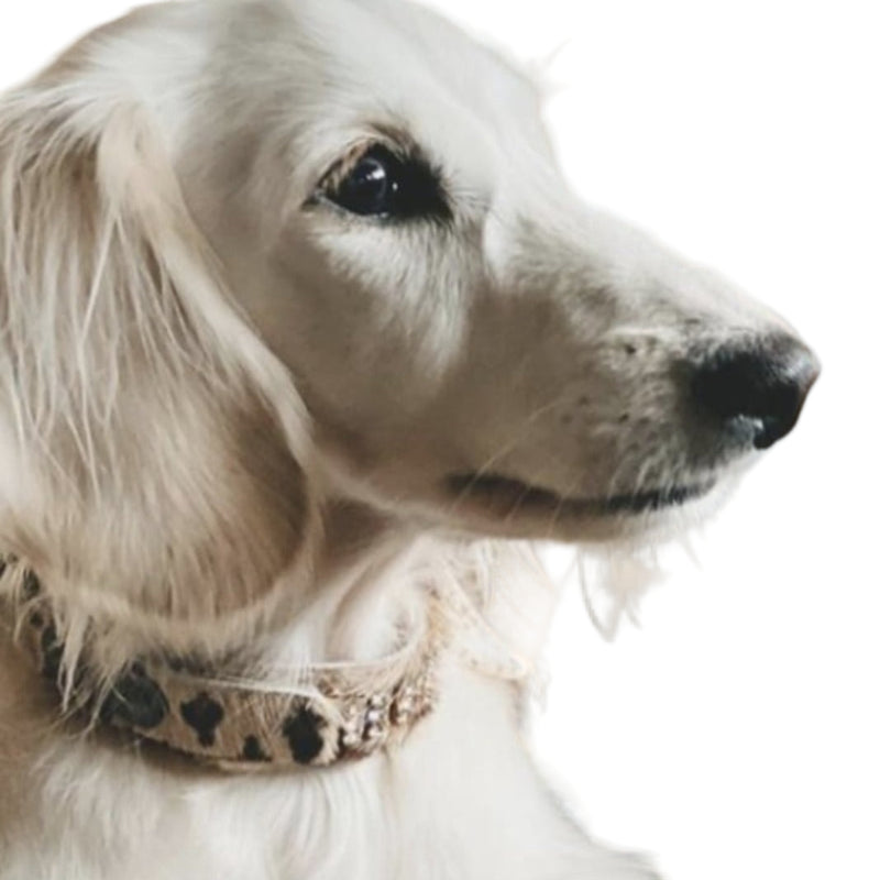 Masculino Zanzibar Dog Collar