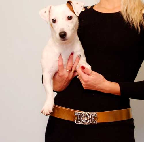 Señorita Moxó Belt - BARCELONADOGS