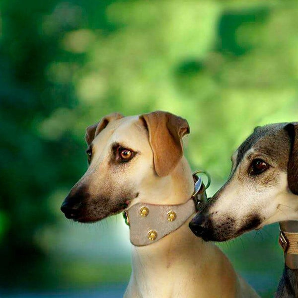 Buddha Coins Collar - BARCELONADOGS