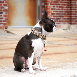 Karen Blixen Dog Collar - BARCELONADOGS
