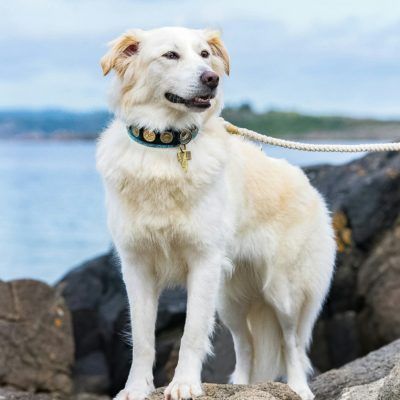 Ocean Blue Dog Collar - BARCELONADOGS