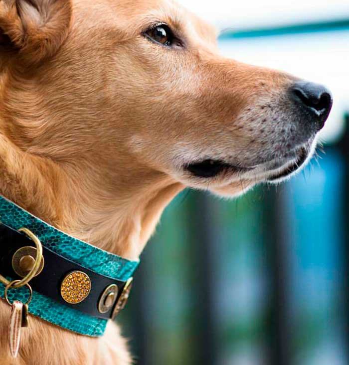 Ocean Blue Dog Collar - BARCELONADOGS