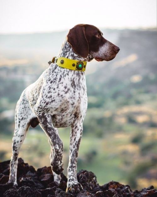 Only Boys Dog Collar - BARCELONADOGS