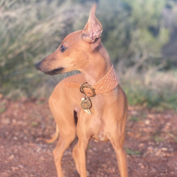 PLAIN ITALIAN GREYHOUND COLLAR SET