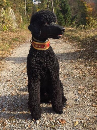Starfish Dog Collar - BARCELONADOGS