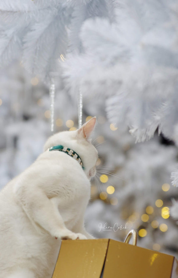 Petit Blanche Cat Collar