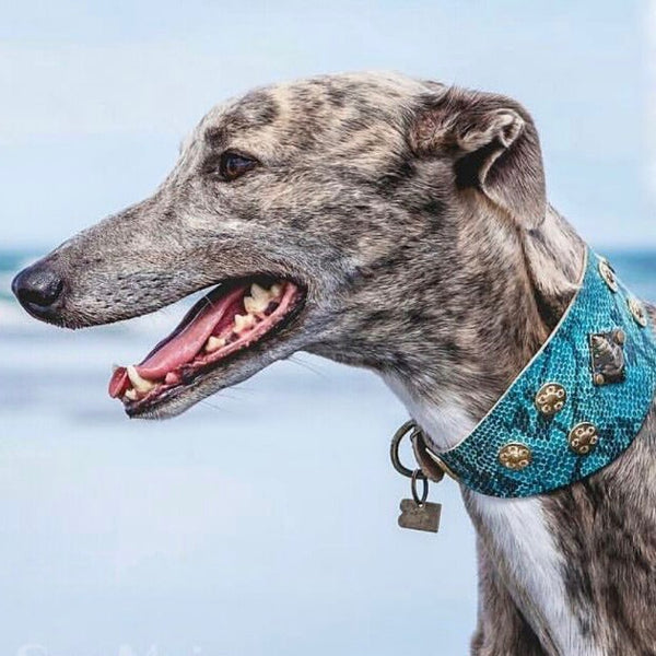 Buddha Coins Collar - BARCELONADOGS