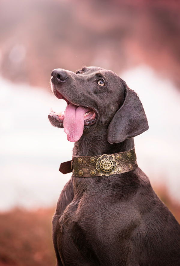 Antique Copper Rose Collar - BARCELONADOGS