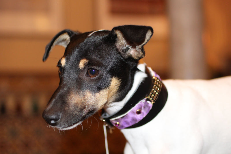 Black Swan Sighthound Collar - BARCELONADOGS