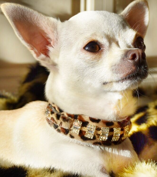 Petit Blanche Dog Collar - BARCELONADOGS