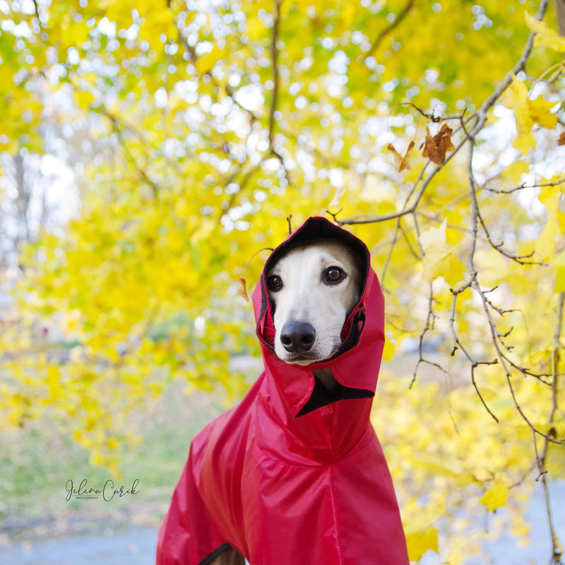 Little Red Riding Hood Coat Sighthounds - BARCELONADOGS