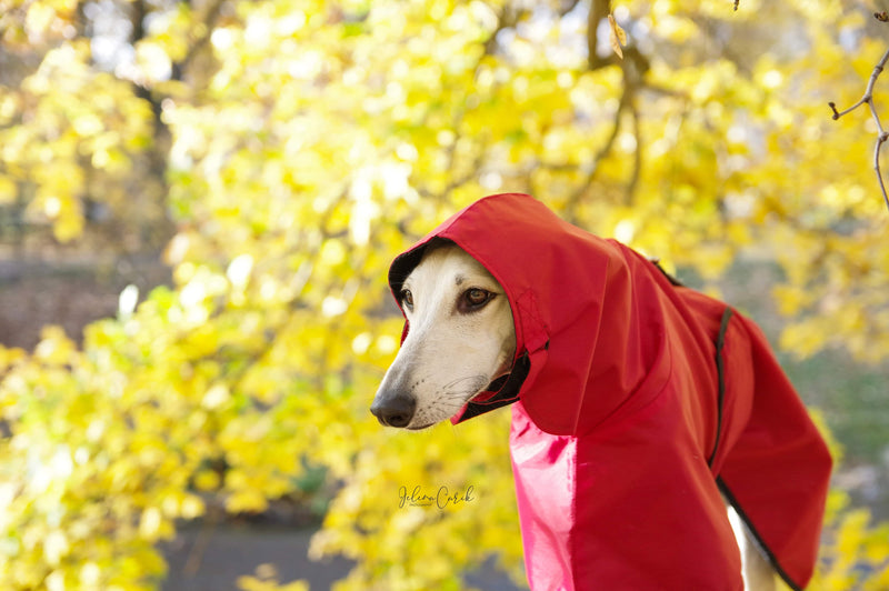 Little Red Riding Hood Coat Sighthounds - BARCELONADOGS