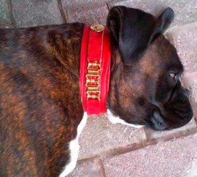 Red Dog Collar - BARCELONADOGS