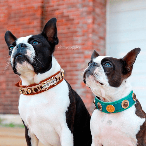 Rossellini Dog Collar - BARCELONADOGS