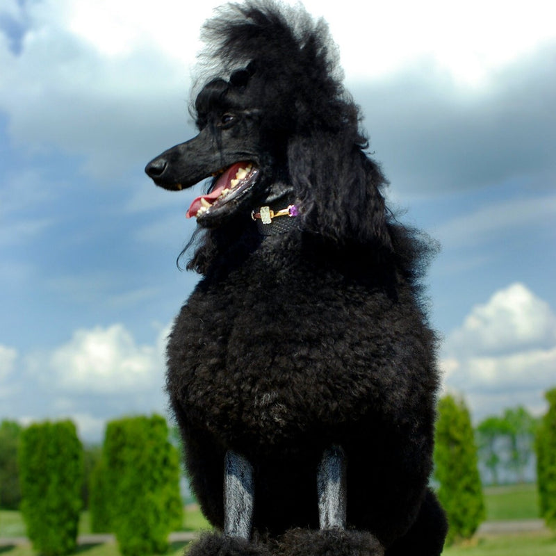 Saigon dog-collar