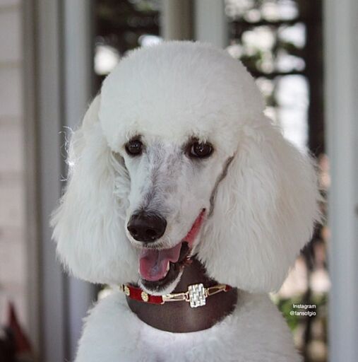Saigon Sighthound Collar - BARCELONADOGS