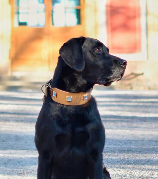 Sapphire Dog Collar - BARCELONADOGS