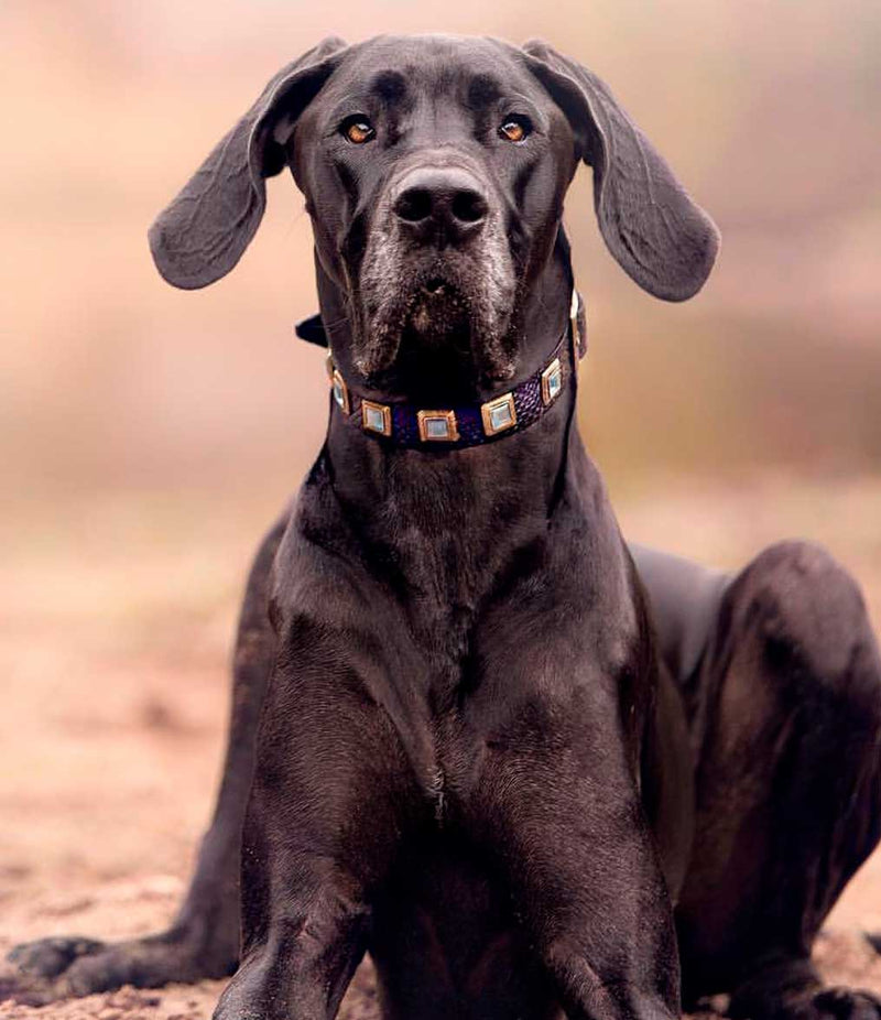 Sapphire Dog Collar - BARCELONADOGS