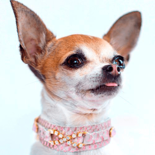 Sensuality Dog Collar - BARCELONADOGS