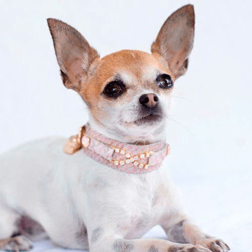Sensuality Dog Collar - BARCELONADOGS
