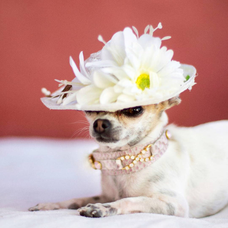 Sensuality Dog Collar - BARCELONADOGS