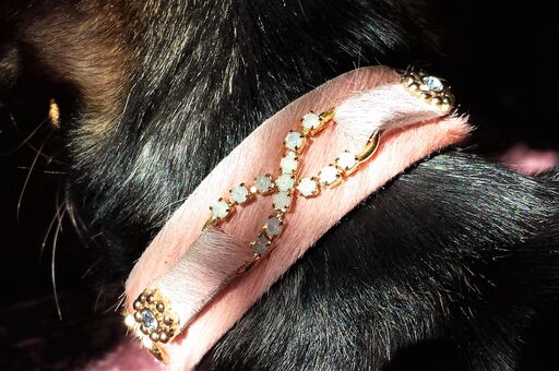 Sensuality Dog Collar - BARCELONADOGS
