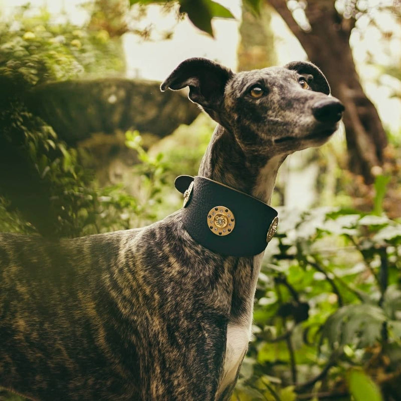 Simply Casablanca Sighthound Collar