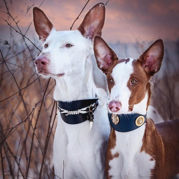 Masculine Sighthound Collar