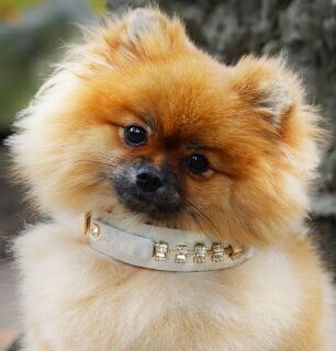 Petit Blanche Cat Collar