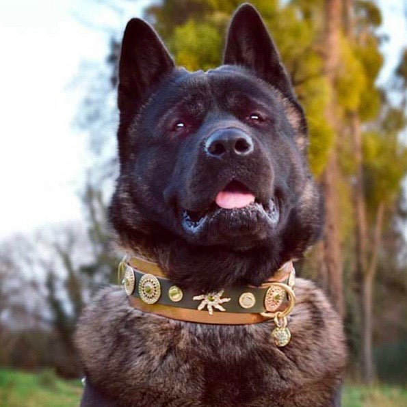 XXL Star Dog Collar - BARCELONADOGS