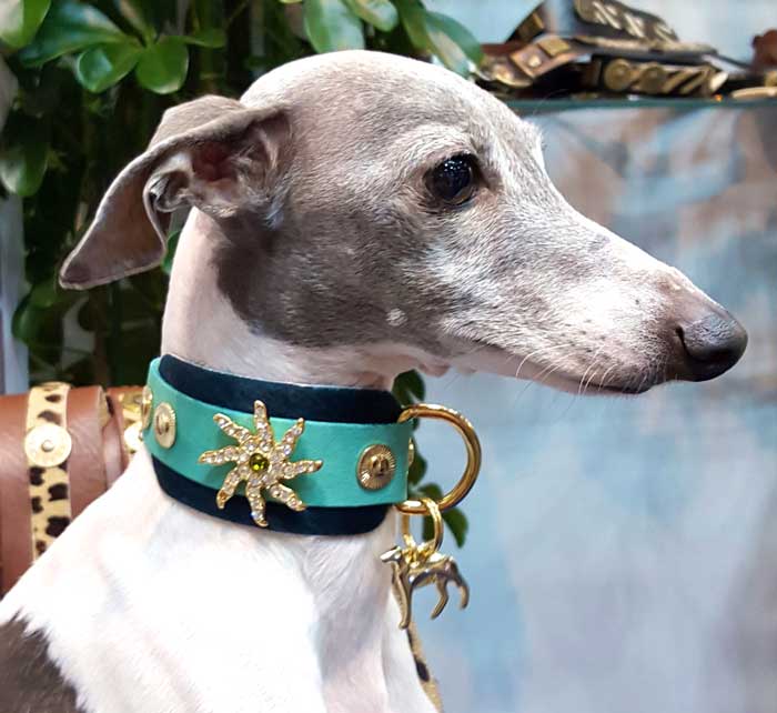 Starfish Dog Collar - BARCELONADOGS