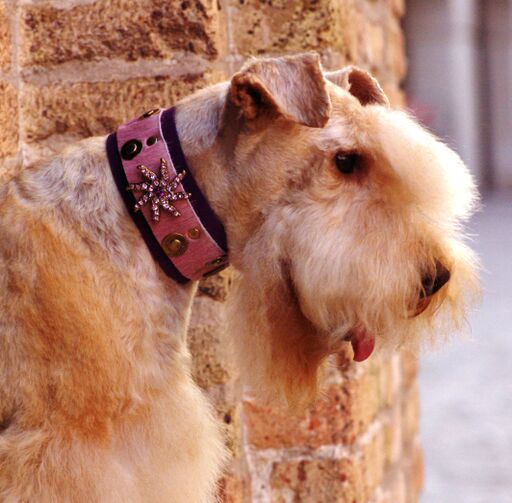 Starfish Dog Collar - BARCELONADOGS