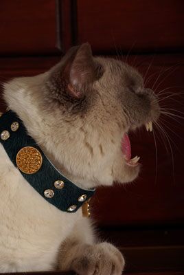 Lhasa Cat Collar - BARCELONADOGS
