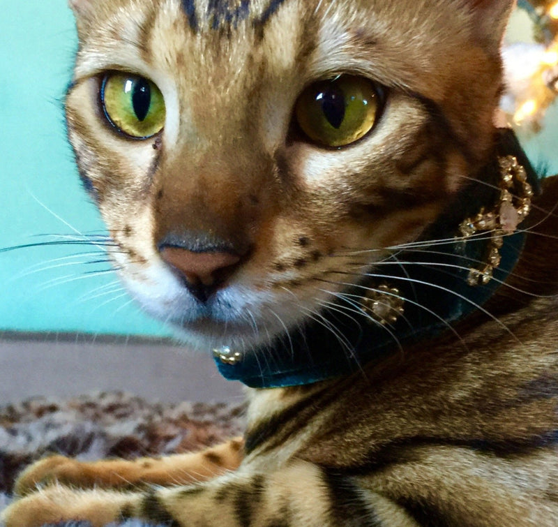Tribal Rosette Cat Collar