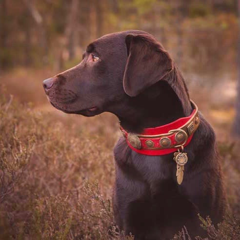 Viking de Luxe Dog Collar - BARCELONADOGS