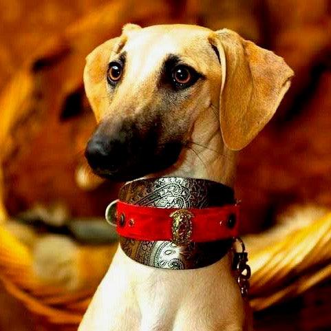 Vintage Dog Collar - BARCELONADOGS