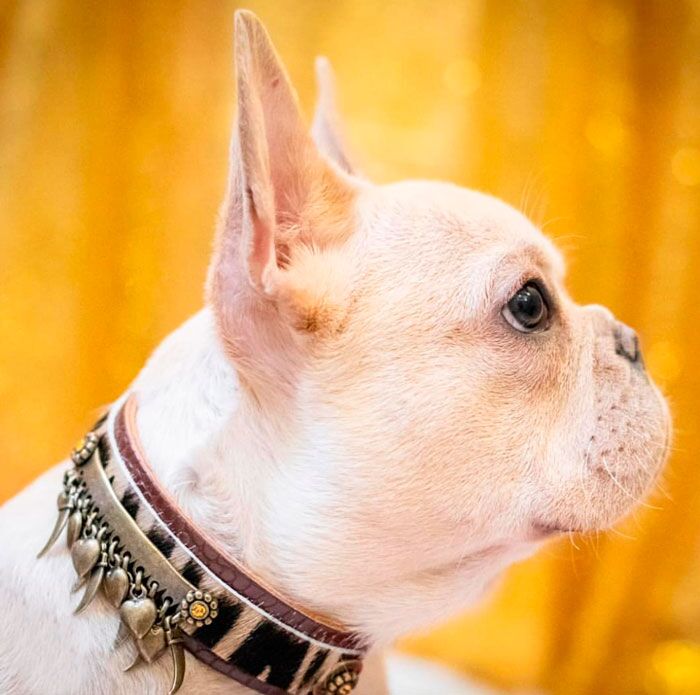 Kwatile Dog Collar - BARCELONADOGS