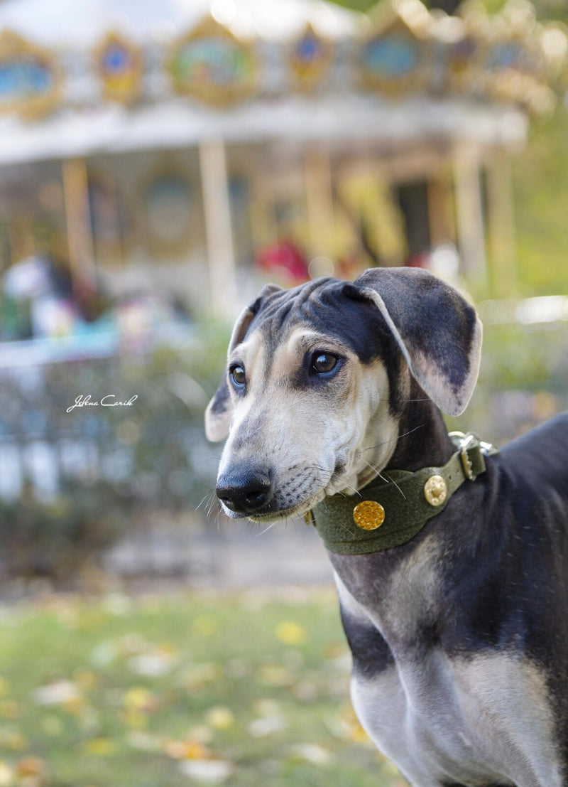 Shanghai Wide Dog Collar - BARCELONADOGS