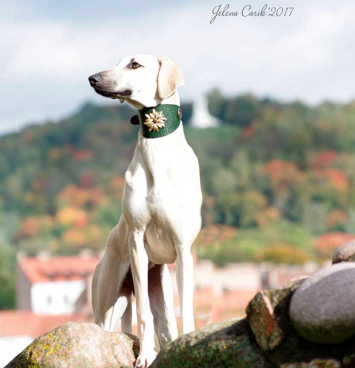 Wild Emperor Sighthound Collar - BARCELONADOGS