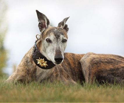Wild Emperor Sighthound Collar - BARCELONADOGS