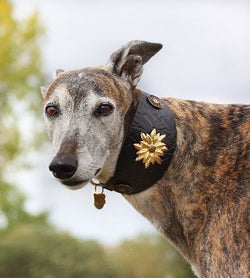 Wild Emperor Sighthound Collar - BARCELONADOGS