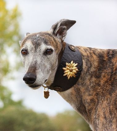 Wild Emperor Sighthound Collar - BARCELONADOGS