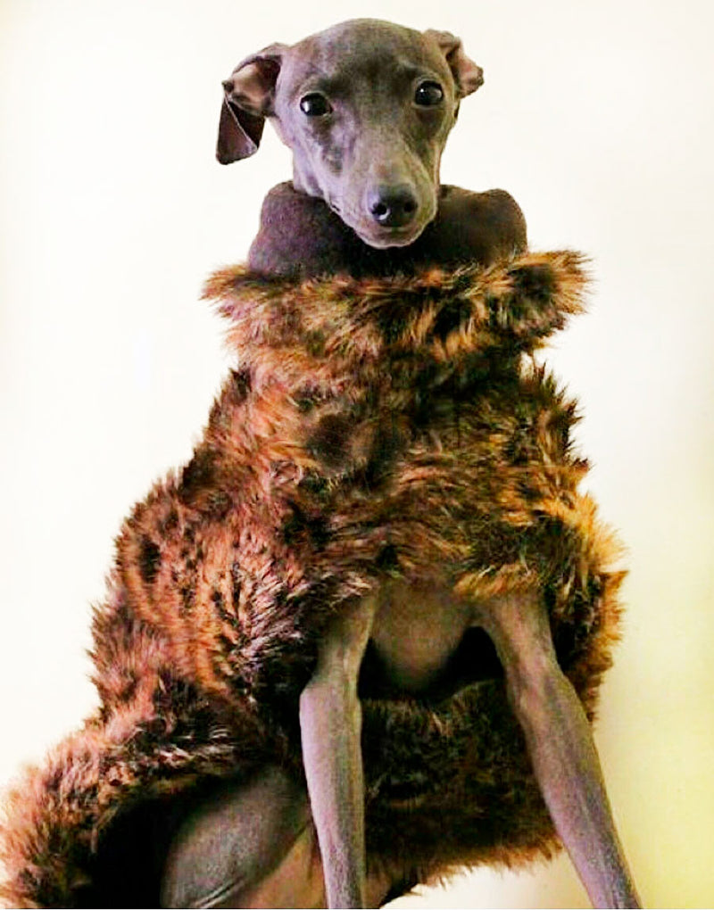 XXS Winter Coat Leopard/Zorro Italian Greyhound