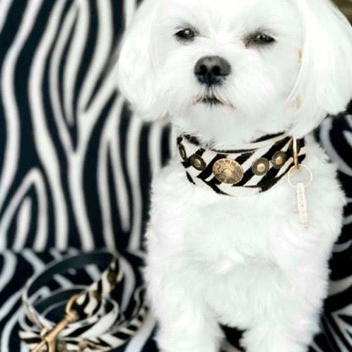 Only Zebra Dog Collar - BARCELONADOGS